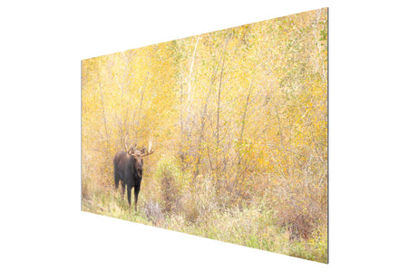 A TruLife acrylic picture of a moose during peak fall colors in Grand Teton National Park.