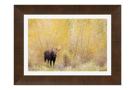 A framed picture of a moose during peak fall colors in Grand Teton National Park.