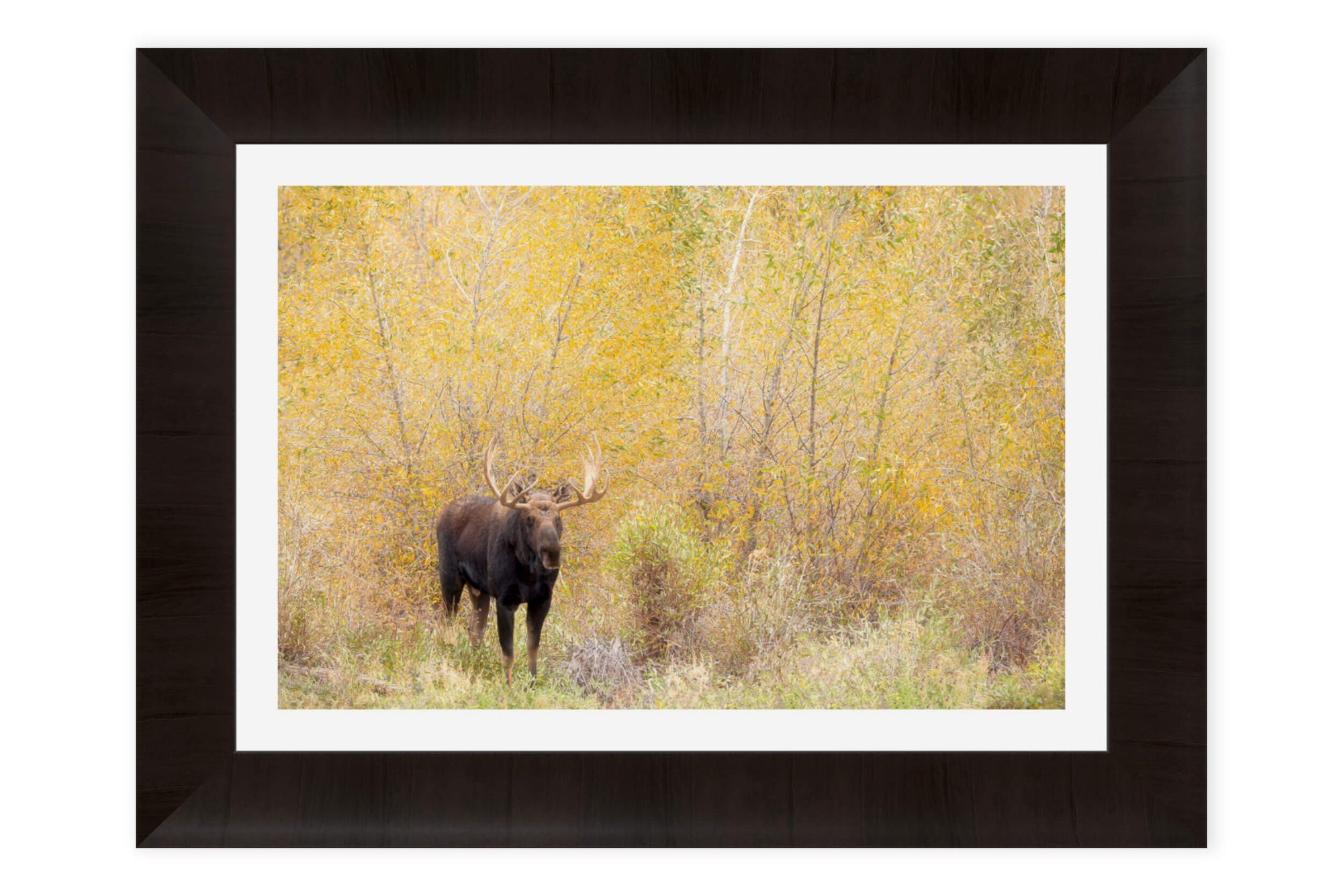 A framed picture of a moose during peak fall colors in Grand Teton National Park.