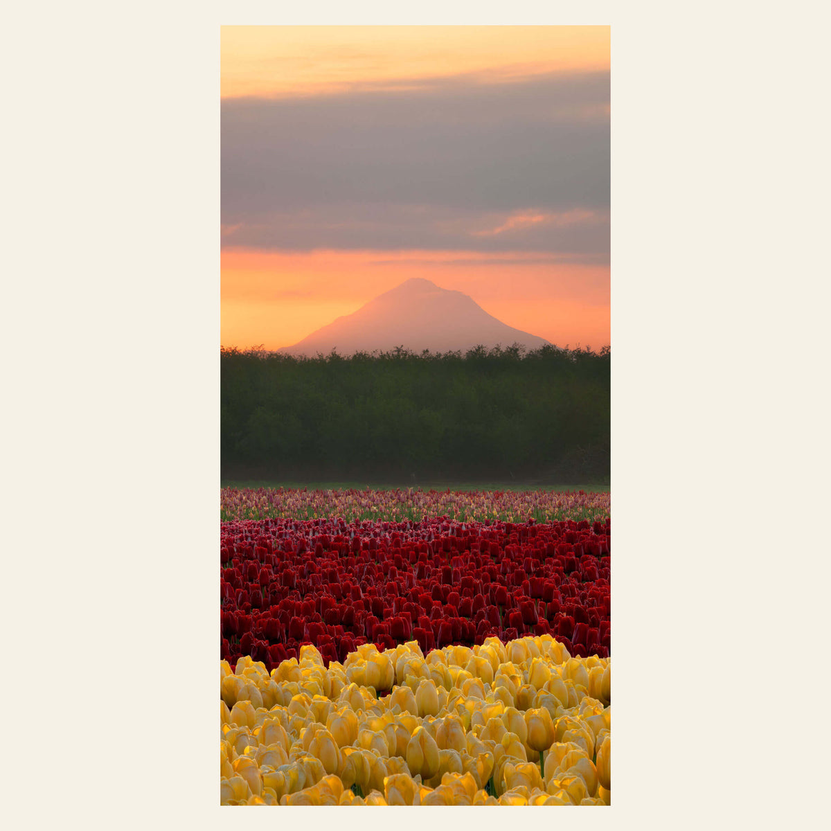 A sunrise picture from Wooden Shoe Tulip Farm near Mount Hood, Oregon.