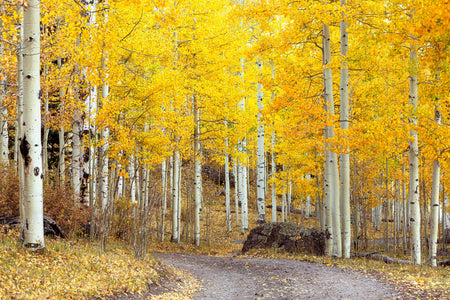 A Colorado fall colors picture from Owl Creek Pass.