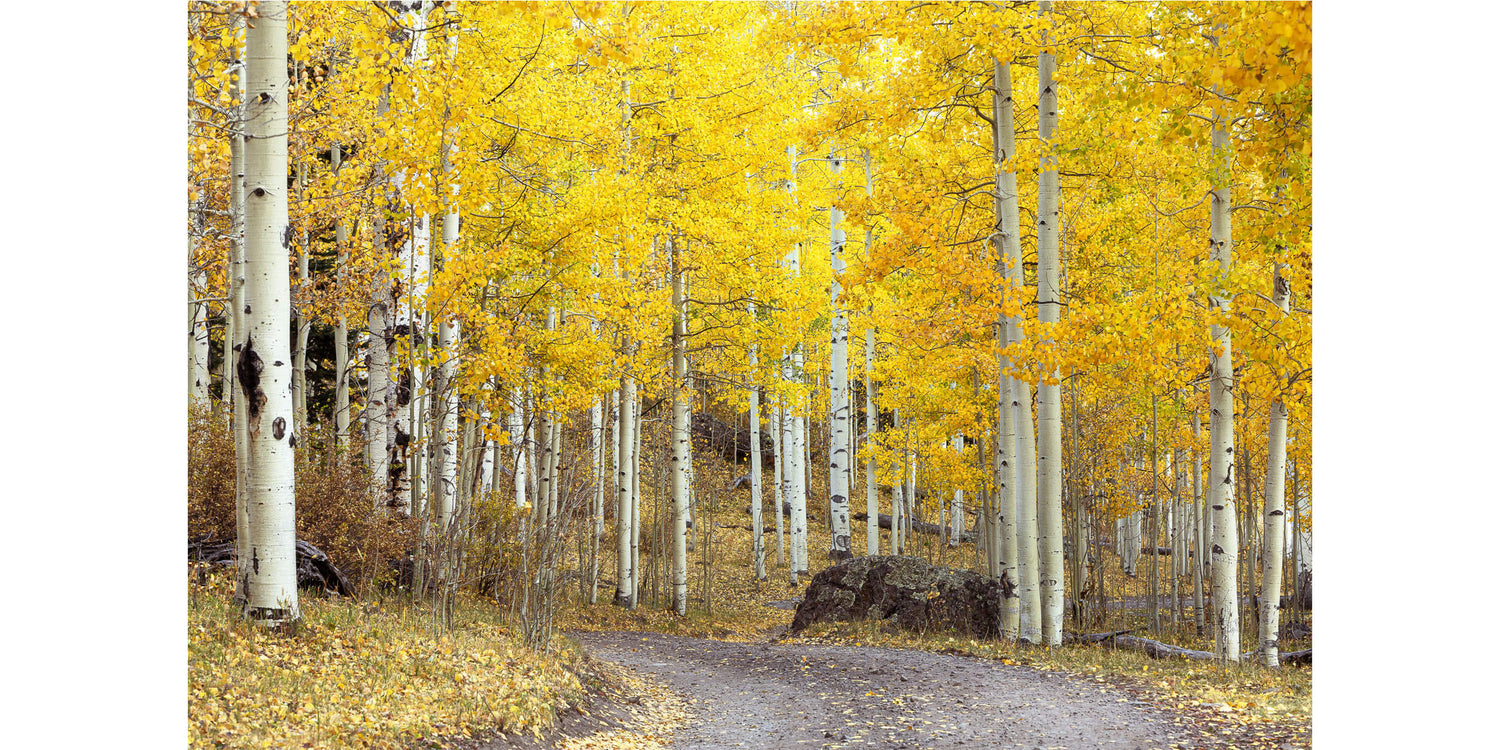 A Colorado fall colors picture from Owl Creek Pass.
