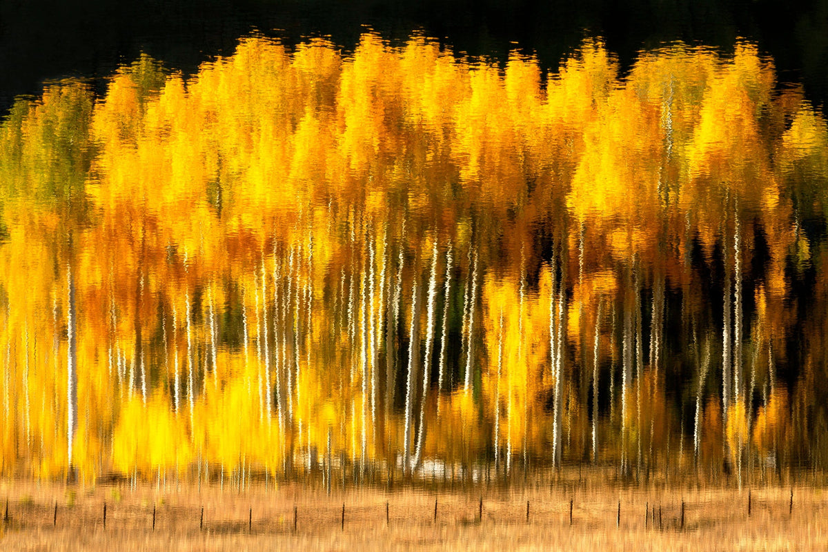 This photo by West Seattle artist Lars Gesing shows a reflection of the fall colors on Owl Creek Pass in Colorado.