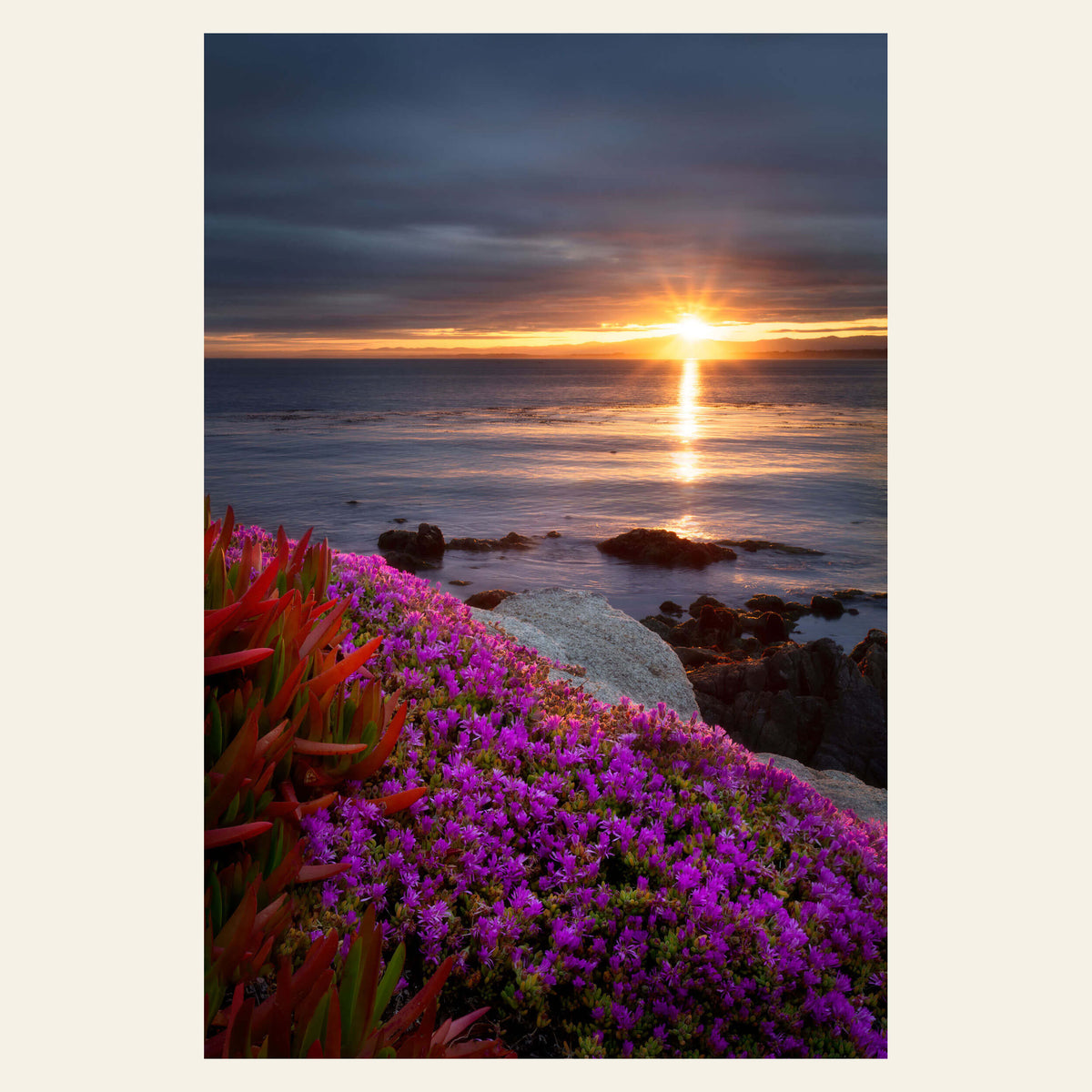 A wildflower picture of a sunrise in Pacific Grove, California.