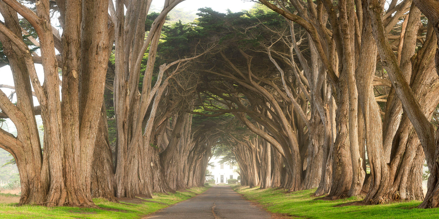 A Point Reyes cypress tree tunnel picture.