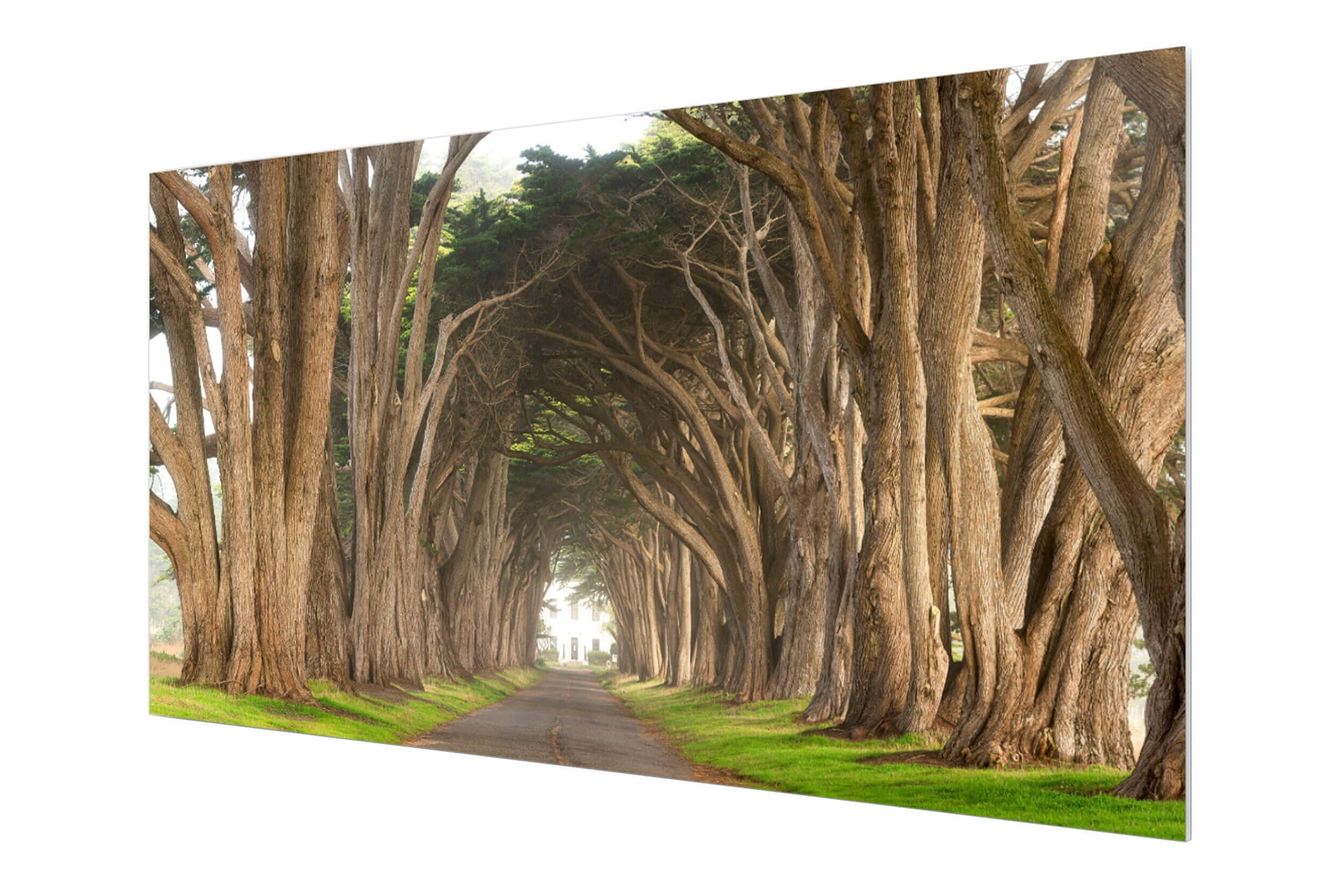 A TruLife acrylic Point Reyes cypress tree tunnel picture.