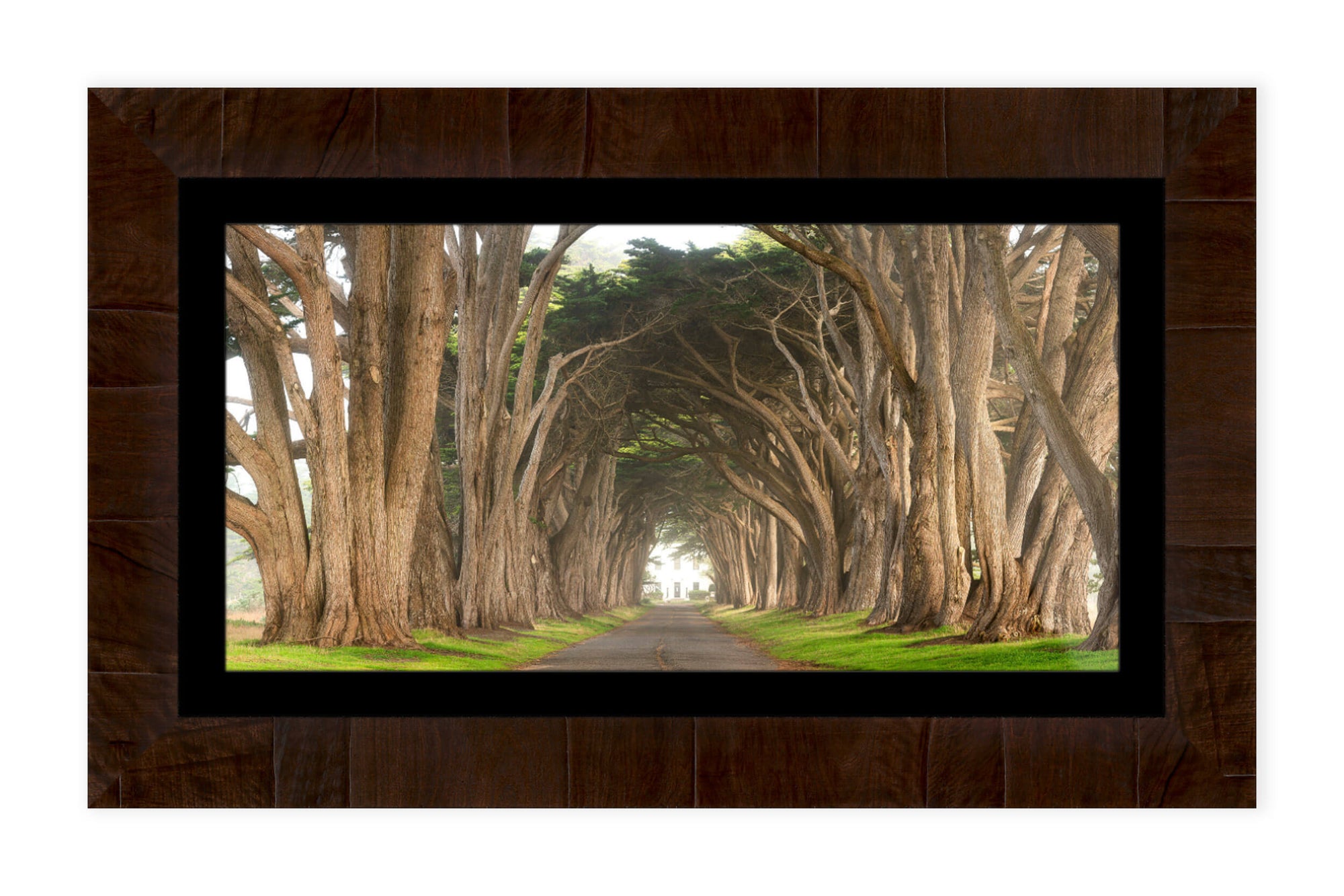 A framed Point Reyes cypress tree tunnel picture.