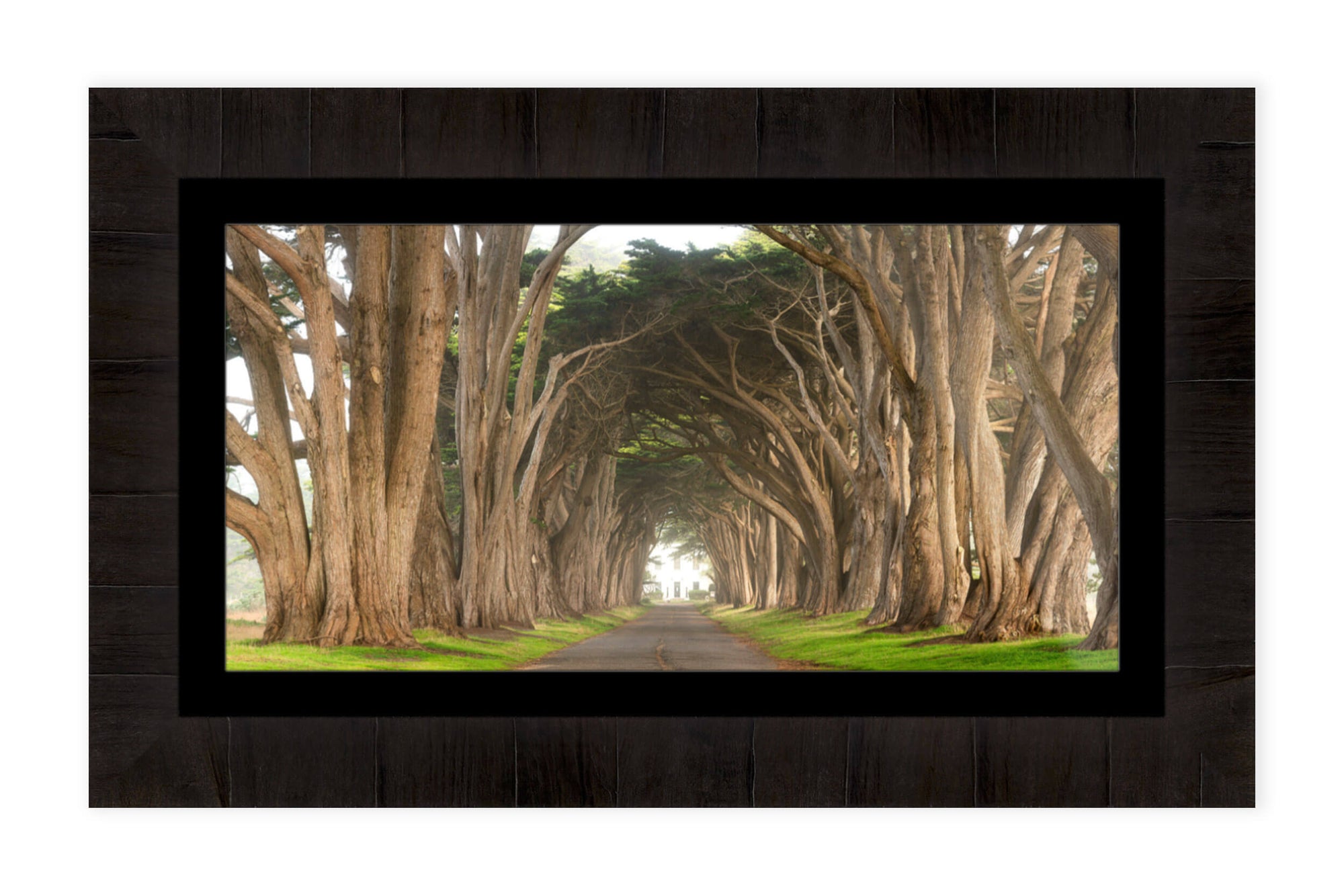A framed Point Reyes cypress tree tunnel picture.