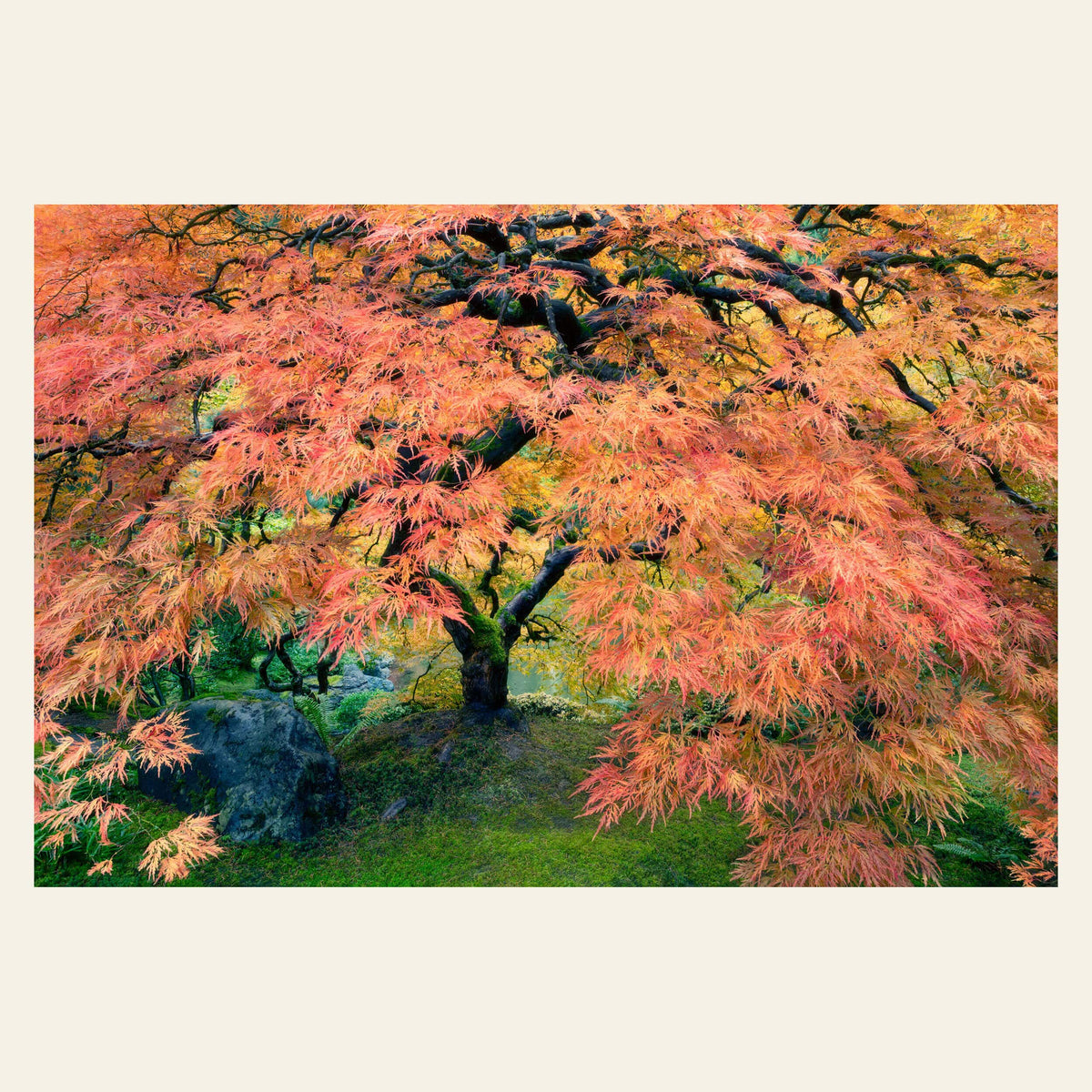 A fine art nature photography print showing the famous maple at Portland Japanese Garden in fall.