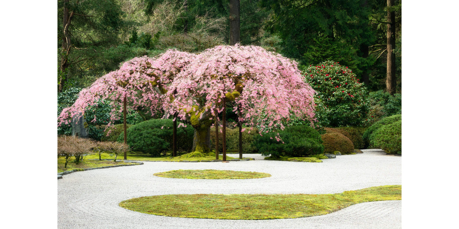 A cherry blossoms picture from Portland Japanese Garden showing a weeping cherry tree.