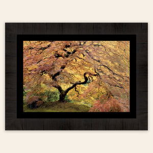 A piece of framed large wall art shows a Japanese Maple picture of the famous one in the Portland Japanese Garden. 