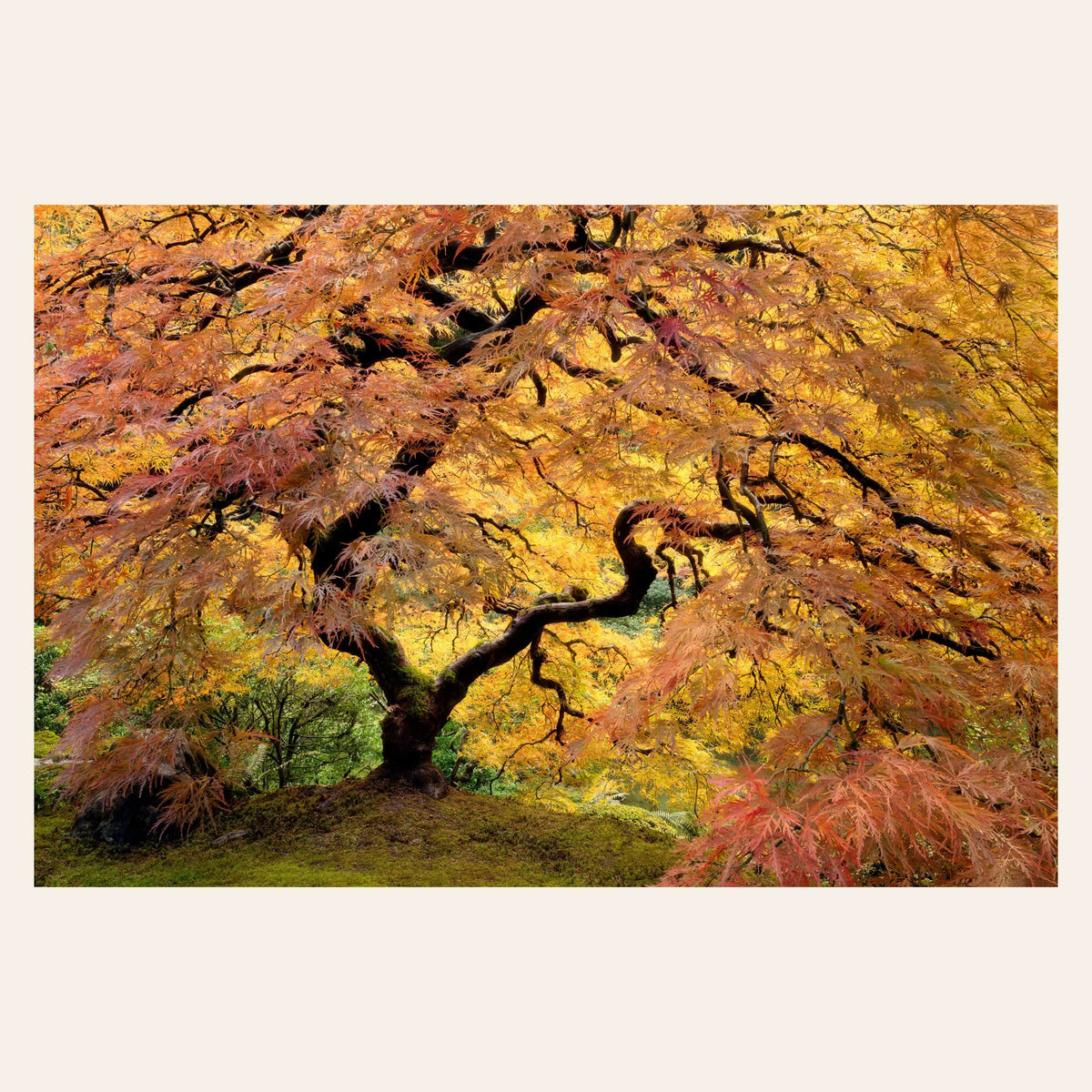 This large wall art shows a Japanese Maple picture of the famous one in the Portland Japanese Garden.