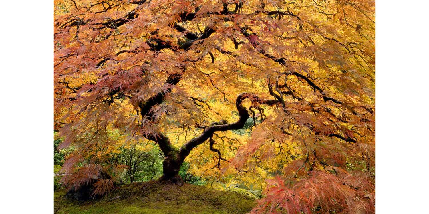 A Japanese Maple picture of the famous one in Portland Japanese Garden during fall.
