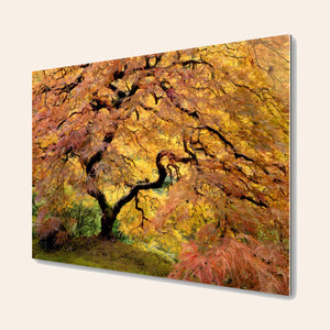 A piece of TruLife acrylic large wall art shows a Japanese Maple picture of the famous one in the Portland Japanese Garden.