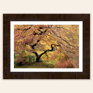 A piece of framed large wall art shows a Japanese Maple picture of the famous one in the Portland Japanese Garden. 