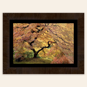 A piece of framed large wall art shows a Japanese Maple picture of the famous one in the Portland Japanese Garden. 