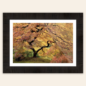 A piece of framed large wall art shows a Japanese Maple picture of the famous one in the Portland Japanese Garden. 