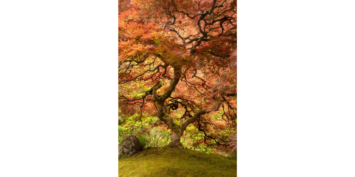 A piece of Japanese wall art shows a photo of the famous maple tree in the Portland Japanese Garden.