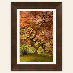 A framed piece of Japanese wall art shows the maple tree in the Portland Japanese Garden.