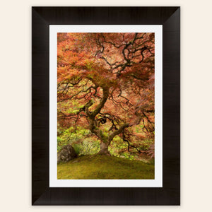 A framed piece of Japanese wall art shows the maple tree in the Portland Japanese Garden.