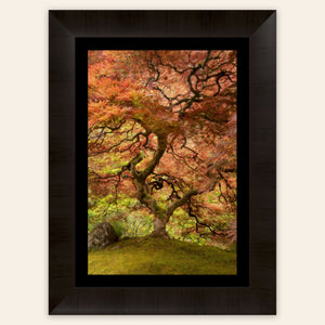 A framed piece of Japanese wall art shows the maple tree in the Portland Japanese Garden.