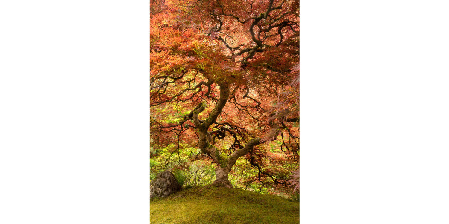 A Japanese maple tree picture taken in spring in Portland Japanese Garden.