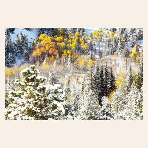 This piece of Rocky Mountain National Park art shows yellow aspen trees after snow in fall.