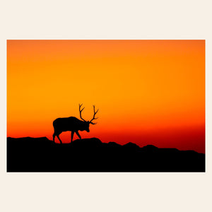 A piece of Rocky Mountain National Park art shows an elk.