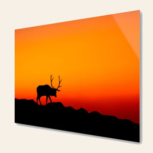 A piece of TruLife acrylic Rocky Mountain National Park art shows an elk.