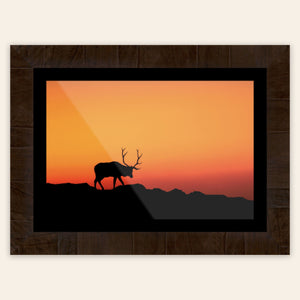 A piece of framed Rocky Mountain National Park art shows an elk.