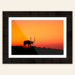 A piece of framed Rocky Mountain National Park art shows an elk.