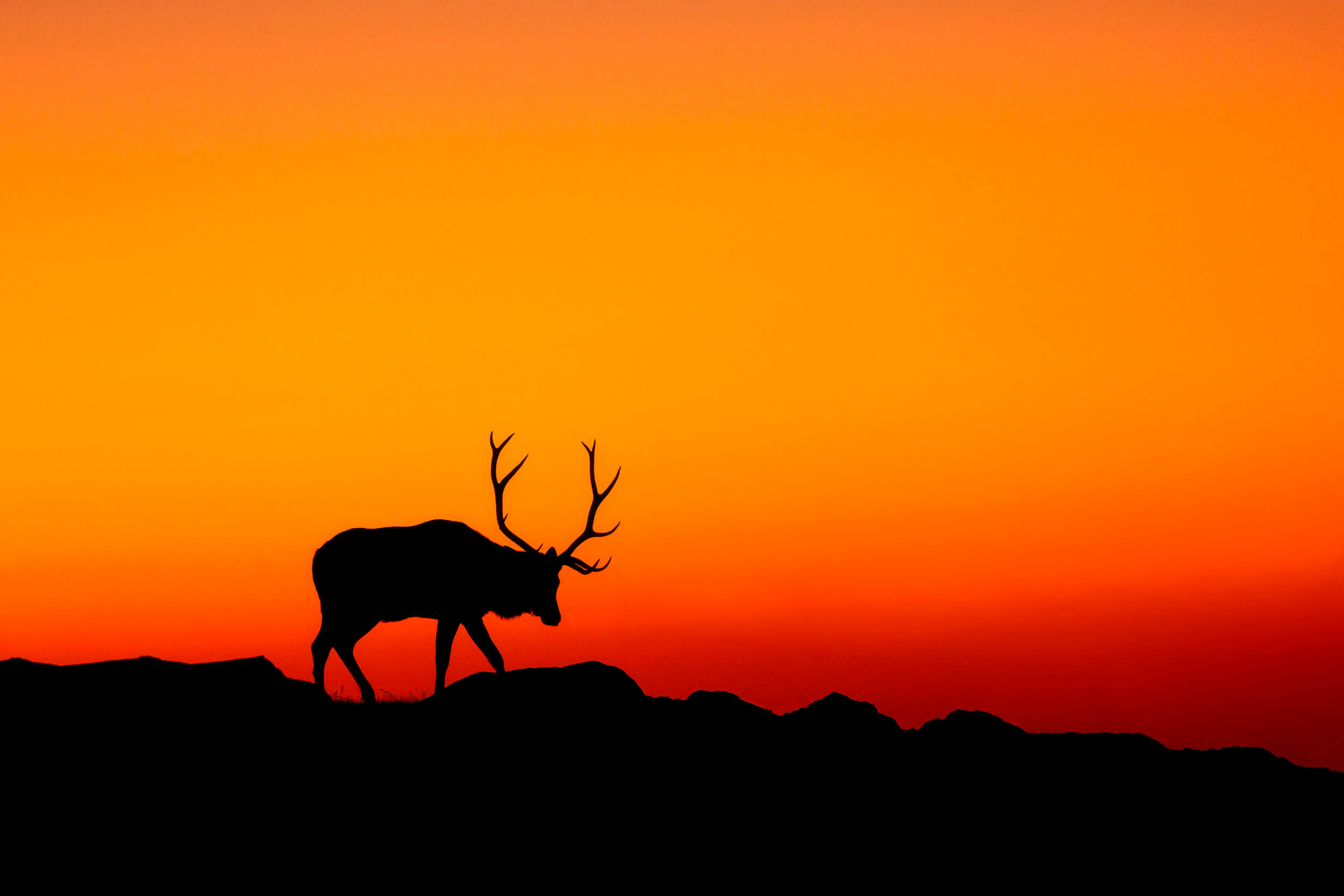 Rocky Mountain National Park Art: SOLITARY Elk Rut
