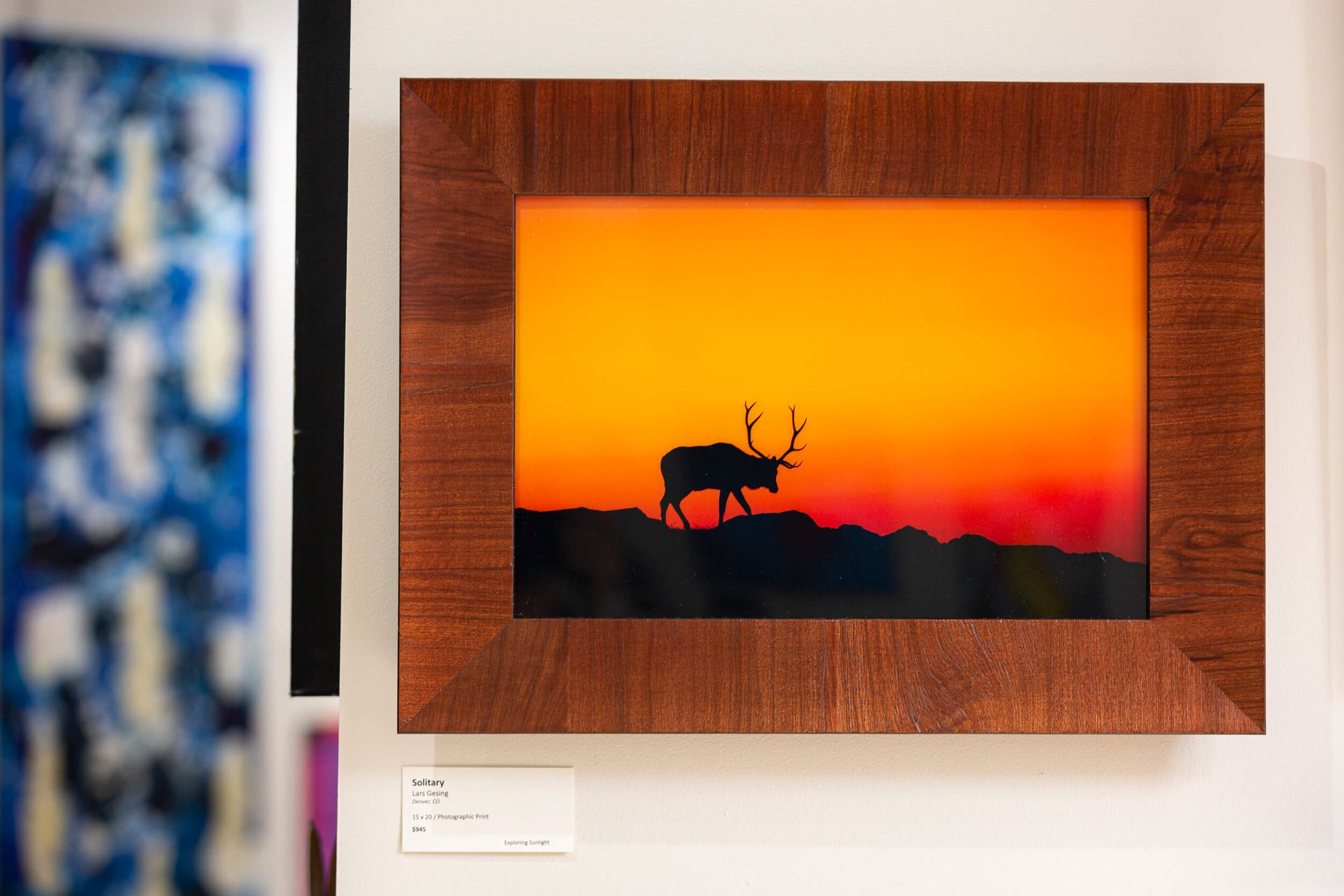 An elk picture from Rocky Mountain National Park hangs in R Gallery in Boulder.