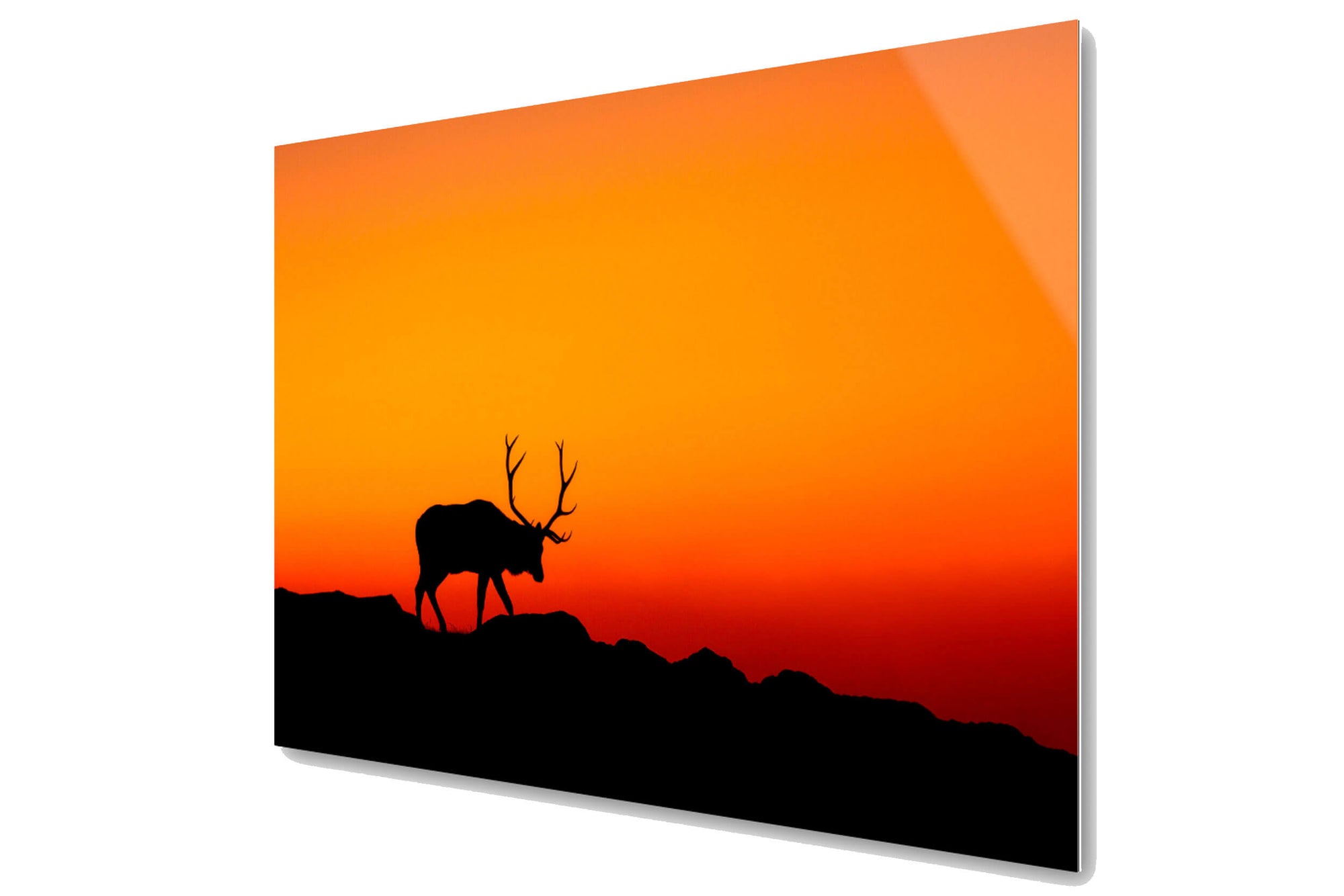 A TruLife acrylic elk picture from Trail Ridge Road in Rocky Mountain National Park.