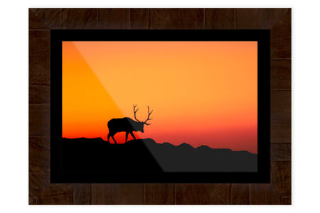 A framed elk picture from Trail Ridge Road in Rocky Mountain National Park.