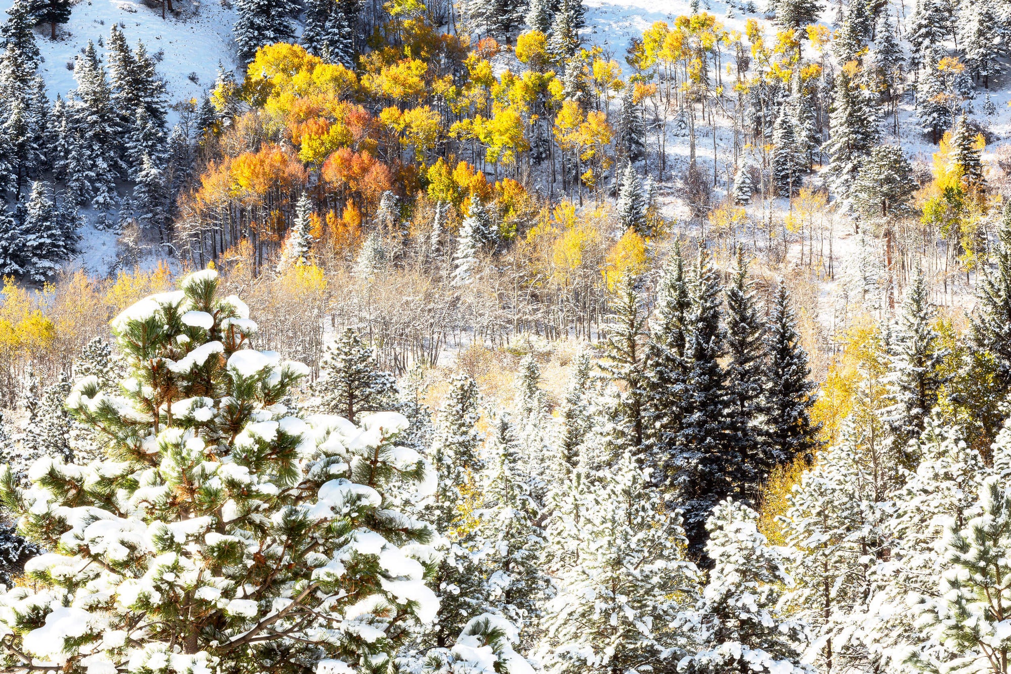 A Rocky Mountain National Park picture shows yellow aspen trees after snow in fall.