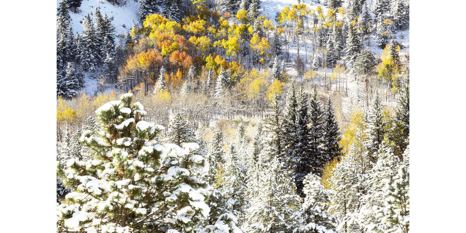 A Rocky Mountain National Park picture shows yellow aspen trees after snow in fall.