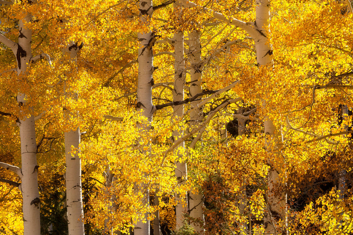 A Colorado fall colors picture from a hike near Telluride.