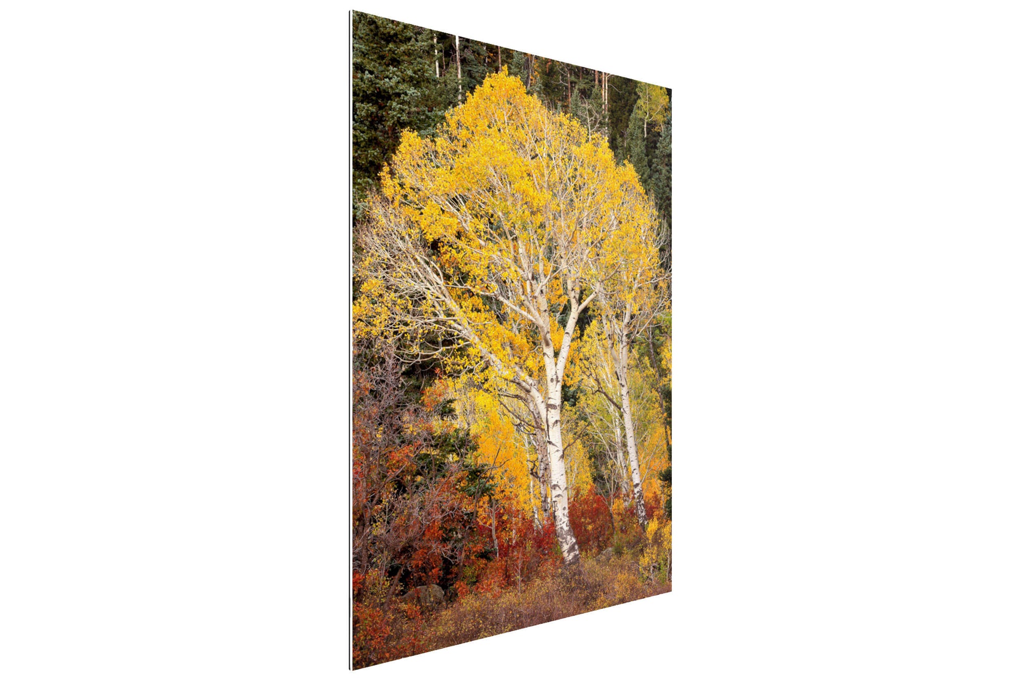 A TruLife acrylic Telluride fall colors picture.