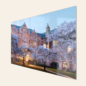 A piece of TruLife acrylic Seattle art shows the cherry blossoms on the UW campus.