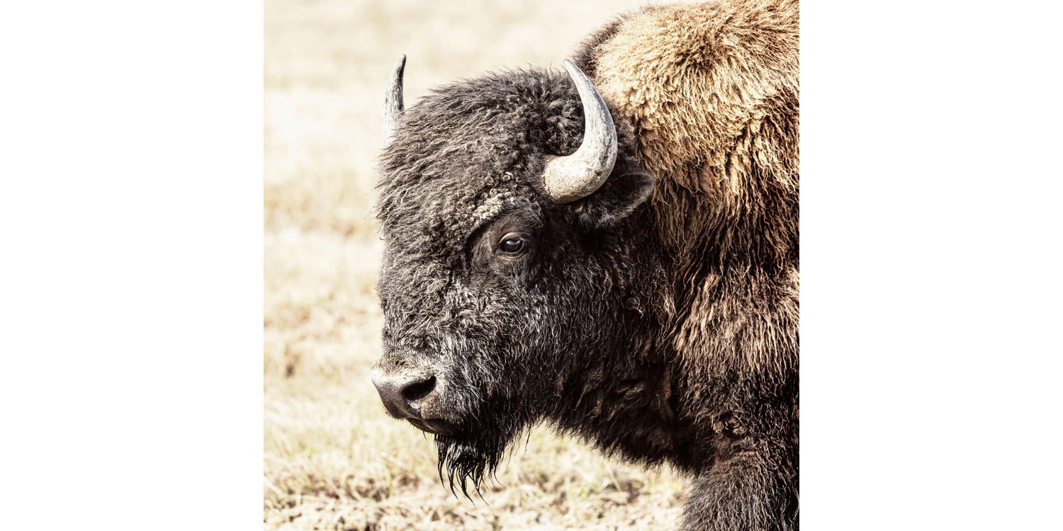 This is a Yellowstone bison picture that functions well as a piece of Wyoming art.