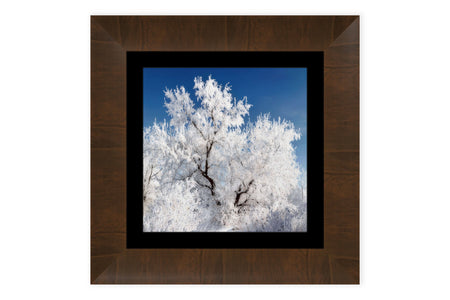 This piece of framed Boulder art shows a frozen tree in Colorado.