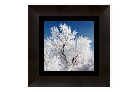 This piece of framed Boulder art shows a frozen tree in Colorado.