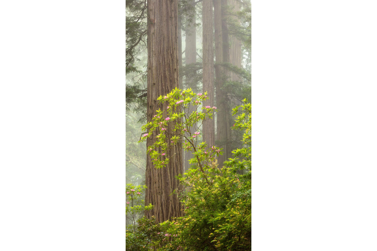 A California redwoods picture of the blooming rhododendron at Del Norte State Park.