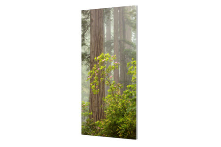 A TruLife acrylic California redwoods picture of the blooming rhododendron.