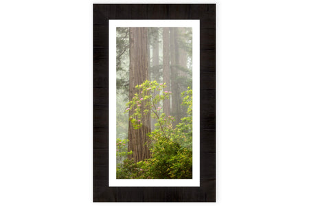 A framed California redwoods picture of the blooming rhododendron.