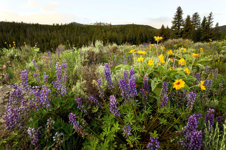 This Colorado wildflowers picture shows lupine and balsamroot near Green Mountain Reservoir.