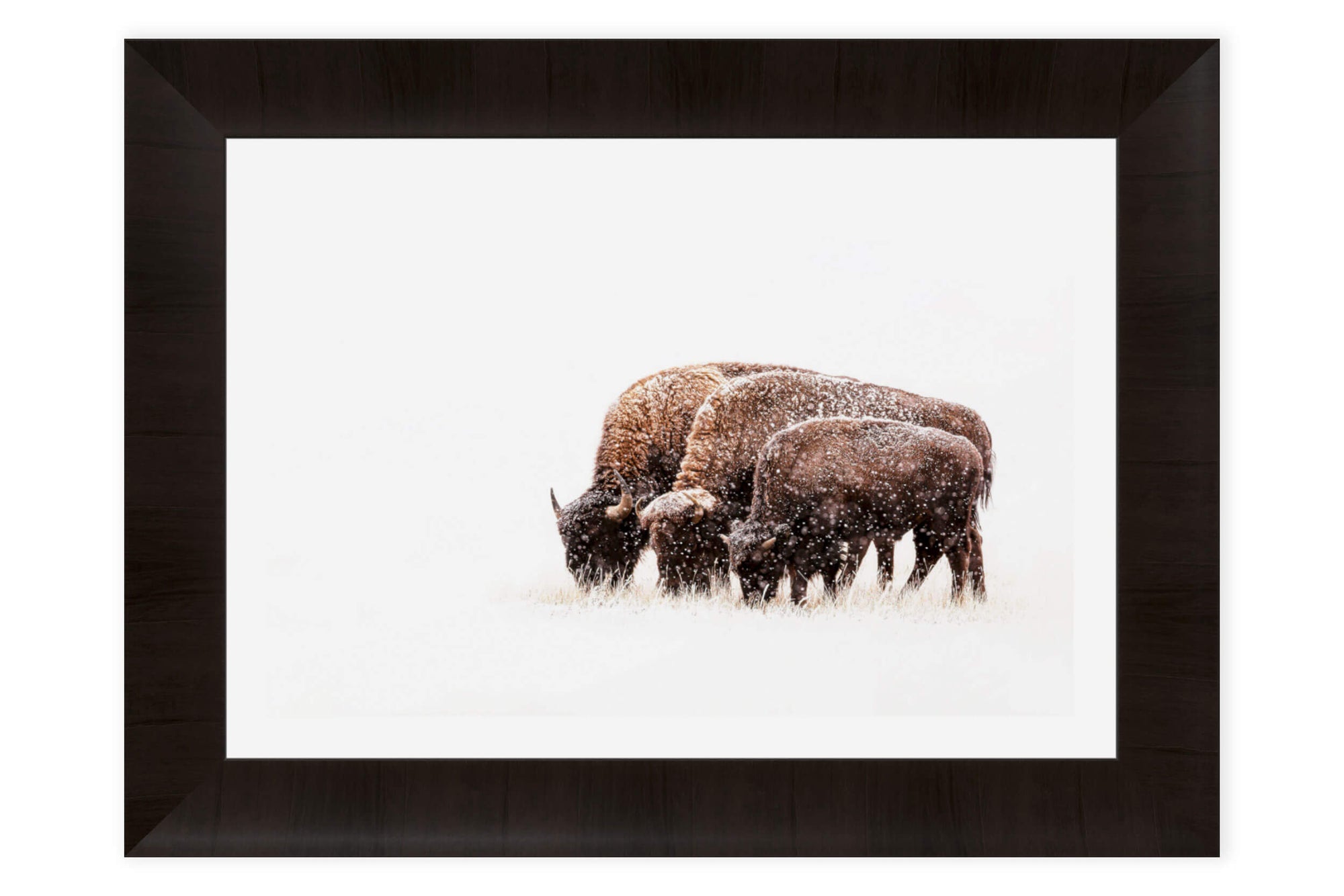 A framed picture of bison in the snow at Rocky Mountain Wildlife Arsenal near Denver.
