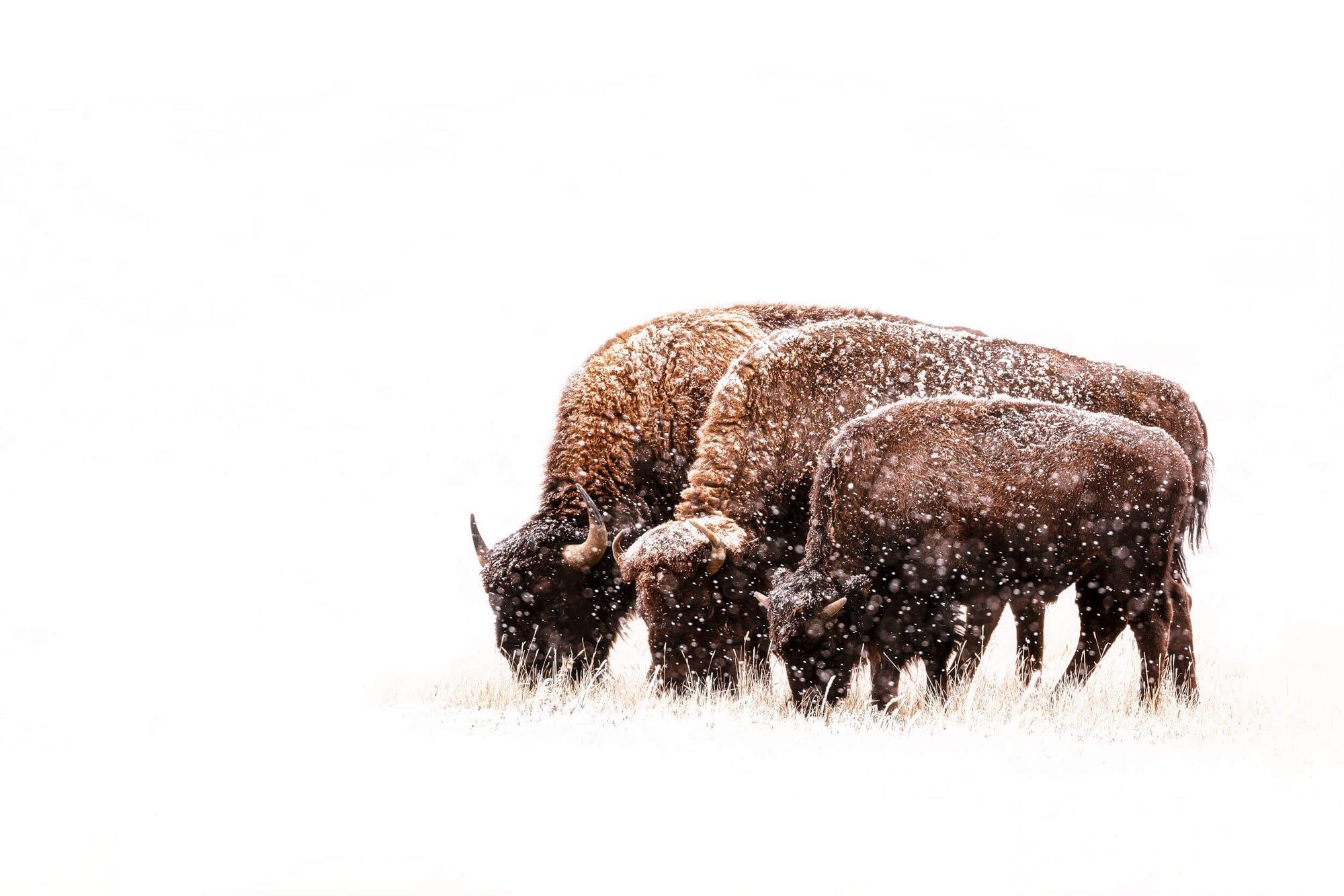 A picture of bison in the snow at Rocky Mountain Wildlife Arsenal near Denver.