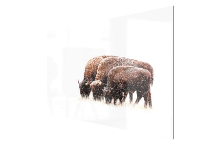 A picture of bison in the snow outside of Denver mounted to TruLife acrylic art.